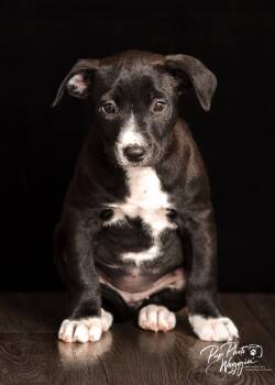 Rescue Australian Shepherd and Great Pyrenees Dogs for Adoption in Valley Park, Oklahoma - Frenchy | PetCurious