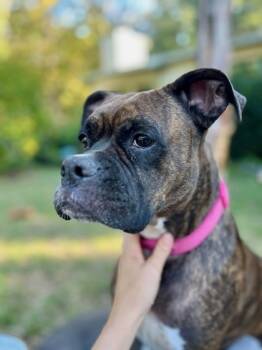 Rescue Boxer and Mixed Breed Dogs for Adoption in Gainesville, Florida - Maude | PetCurious