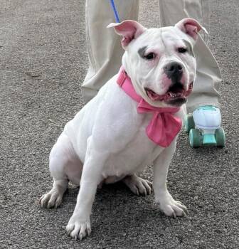 American Bulldog Dogs Available for Adoption - Piper Ann | PetCurious