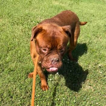 Cyrus -  Dogue De Bordeaux and Boxer Dog for Adoption in Vinita, Oklahoma - Cyrus | PetCurious
