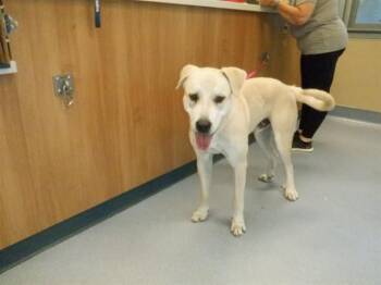 HALO -  Labrador Retriever Dog for Adoption in San Jose, California - HALO | PetCurious
