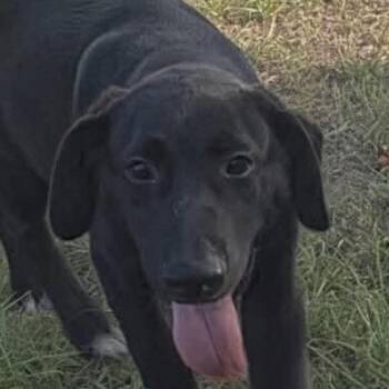 Little Willie (20260928-01) -  Labrador Retriever and Shepherd Dog for Adoption in Niagara Falls, Ontario - Little Willie (20260928-01) | PetCurious
