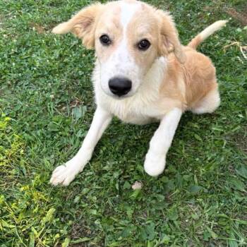 Maurice -  Great Pyrenees Dog for Adoption in Philadelphia, Pennsylvania - Maurice | PetCurious