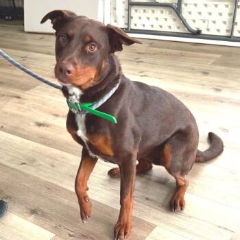 Rottweiler and Mixed Breed Dogs Available for Adoption in Idaho Falls, Idaho - Coco | PetCurious