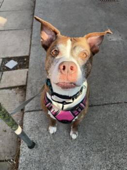 Dalas -  Mixed Breed Dog for Adoption in Montreal, Quebec - Dalas | PetCurious