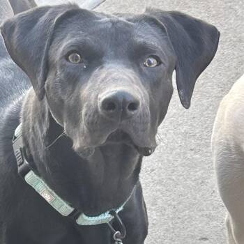 Mixed Breed Dogs Available for Adoption in Buffalo, Minnesota - Sullivan | PetCurious