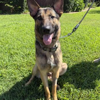 Odin -  German Shepherd Dog Dog for Adoption in Atoka, Tennessee - Odin | PetCurious