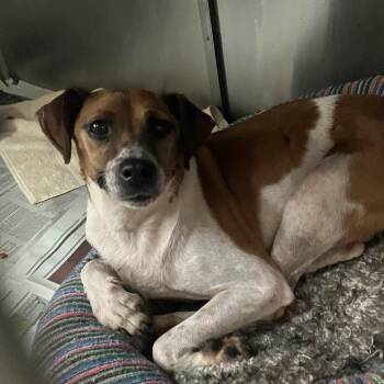 Meryl -  Chihuahua Dog for Adoption in Parma, Ohio - Meryl | PetCurious
