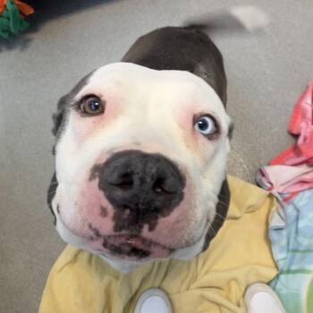 Pit Bull Terrier Dogs Available for Adoption in Hilliard, Ohio - Lucy Goosey | PetCurious