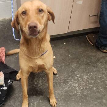 Amber -  Labrador Retriever and Rhodesian Ridgeback Dog for Adoption in Evensville, Tennessee - Amber | PetCurious