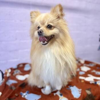 Oliver -  Pomeranian Dog for Adoption in Modesto, California - Oliver | PetCurious