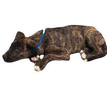 Willie -  Dutch Shepherd Dog for Adoption in Red Bluff, California - Willie | PetCurious
