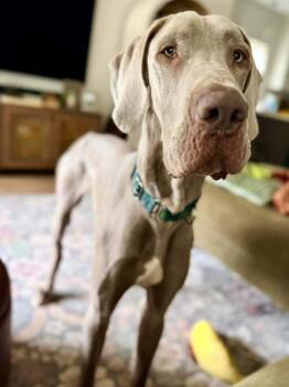 Mr. Aries -  Great Dane Dog for Adoption in Racine, Wisconsin - Mr. Aries | PetCurious