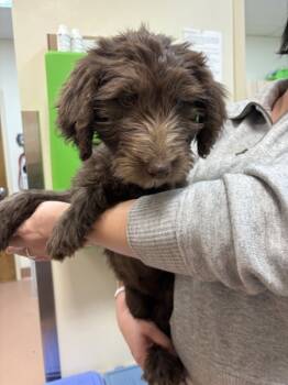 Rescue Labradoodle Dogs for Adoption in Kennewick, Washington - Lilliput | PetCurious