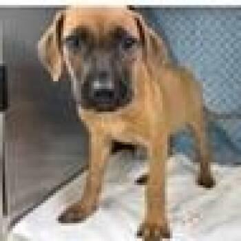 Knox -  Black Mouth Cur and Mixed Breed Dog for Adoption in Tampa, Florida - Knox | PetCurious