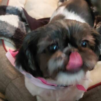 Dora -  Shih Tzu Dog for Adoption in Union Grove, Wisconsin - Dora | PetCurious