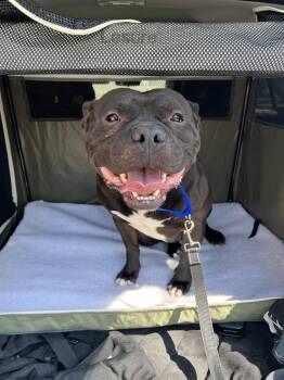 Terrier Dogs Available for Adoption - Horatio | PetCurious