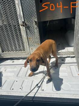 Pit Bull Terrier Dogs Available for Adoption - Willow | PetCurious