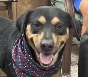 Black And Tan Coonhound and Labrador Retriever Dogs Available for Adoption in Andover, Massachusetts - Dickey - Good With Kids, Cats And Dogs | PetCurious
