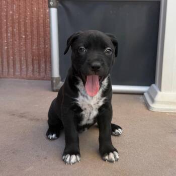 Lexi -  Pit Bull Terrier Dog for Adoption in Palm Springs, California - Lexi | PetCurious