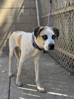 Rescue Mixed Breed Dogs for Adoption in Cincinnati, Ohio - Duke | PetCurious
