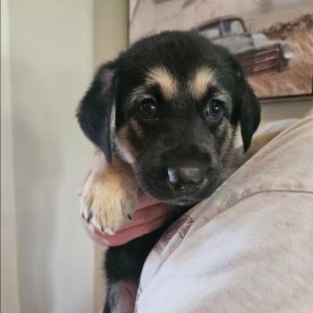 Rescue German Shepherd Dog Dogs for Adoption in Tulsa, Oklahoma - Sky | PetCurious