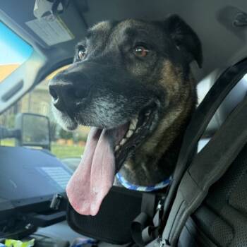 Rescue German Shepherd Dog and Mixed Breed Dogs for Adoption in Lewisville, Texas - Stuffing | PetCurious