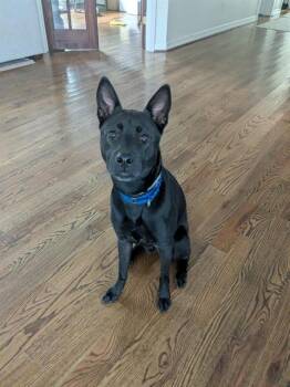 LETTIE -  Labrador Retriever Dog for Adoption in Houston, Texas - LETTIE | PetCurious