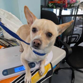 Zephyr -  Chihuahua Dog for Adoption in Chico, California - Zephyr | PetCurious