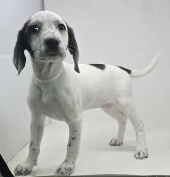 Beagle and Hound Dogs Available for Adoption in New York, New York - Medaglia (foster Needed) | PetCurious