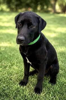 Tilly -  Hound Dog for Adoption in Maryville, Tennessee - Tilly | PetCurious