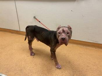 MARIO -  American Bulldog and Mixed Breed Dog for Adoption in Martinez, California - MARIO | PetCurious