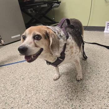 Lucy -  Beagle Dog for Adoption in Cedar Rapids, Iowa - Lucy | PetCurious