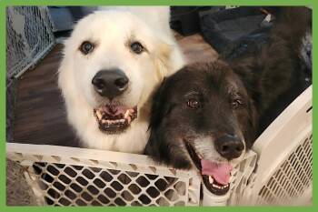 Rescue Great Pyrenees and Border Collie Dogs for Adoption in Amherst, Massachusetts - Darcy And Molly | PetCurious