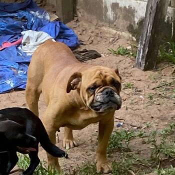 Rescue English Bulldog Dogs for Adoption in Eufaula, Alabama - Frank | PetCurious