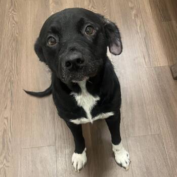 Myrtle -  Mixed Breed Dog for Adoption in Nashville, Indiana - Myrtle | PetCurious