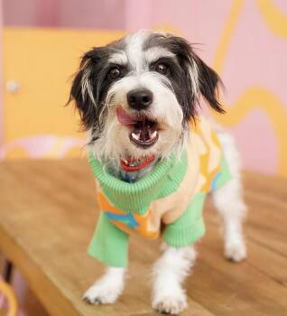 Terrier Dogs Available for Adoption in Pasadena, California - Asher | PetCurious