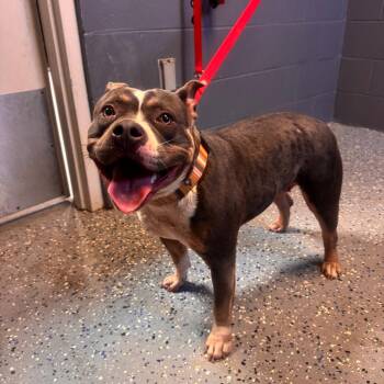 TUSC-Stray-85013 -  Pit Bull Terrier Dog for Adoption in Tuscaloosa, Alabama - TUSC-Stray-85013 | PetCurious