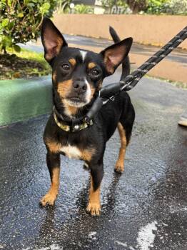 WILLY -  Chihuahua Dog for Adoption in Margate, Florida - WILLY | PetCurious