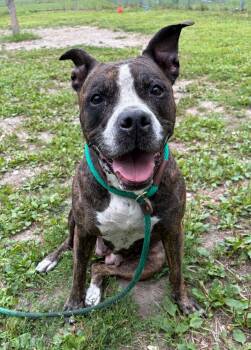 Hennessy -  Pit Bull Terrier Dog for Adoption in Chicago, Illinois - Hennessy | PetCurious