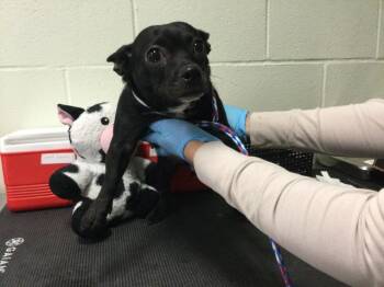 Rescue Chihuahua Dogs for Adoption in Thousand Palms, California - CHICHI | PetCurious