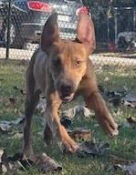 Rescue Hound Dogs for Adoption in Thomson, Georgia - Laney | PetCurious