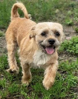 Shih Tzu Dogs Available for Adoption in Floresville, Texas - Kai | PetCurious
