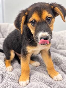 Zion -  Australian Cattle Dog Blue Heeler and Border Collie Dog for Adoption in Kemp, Texas - Zion | PetCurious