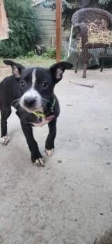 MJ -  Cattle Dog and Mixed Breed Dog for Adoption in Fort Collins, Colorado - MJ | PetCurious