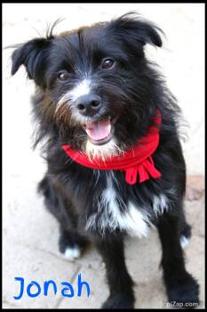 Jonah -  Terrier Dog for Adoption in Shippenville, Pennsylvania - Jonah | PetCurious