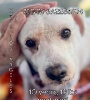 Ziggy -  Maltese Dog for Adoption in Creston, California - Ziggy | PetCurious
