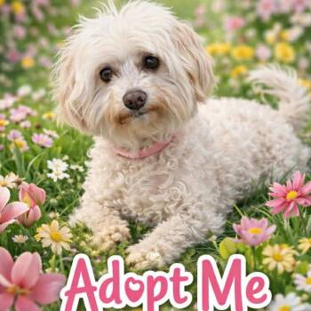 Poodle and Maltese Dogs Available for Adoption - GIGI | PetCurious