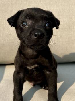 Evan -  Pit Bull Terrier and Mixed Breed Dog for Adoption in Minneapolis, Minnesota - Evan | PetCurious