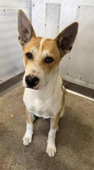 FOX -  Carolina Dog and Mixed Breed Dog for Adoption in San Bernardino, California - FOX | PetCurious